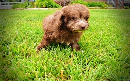 Havapoo dogs for sale: Rosie - Image 3