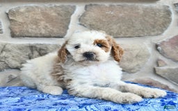 Goldendoodle dogs for sale: Sweetheart - Image 3