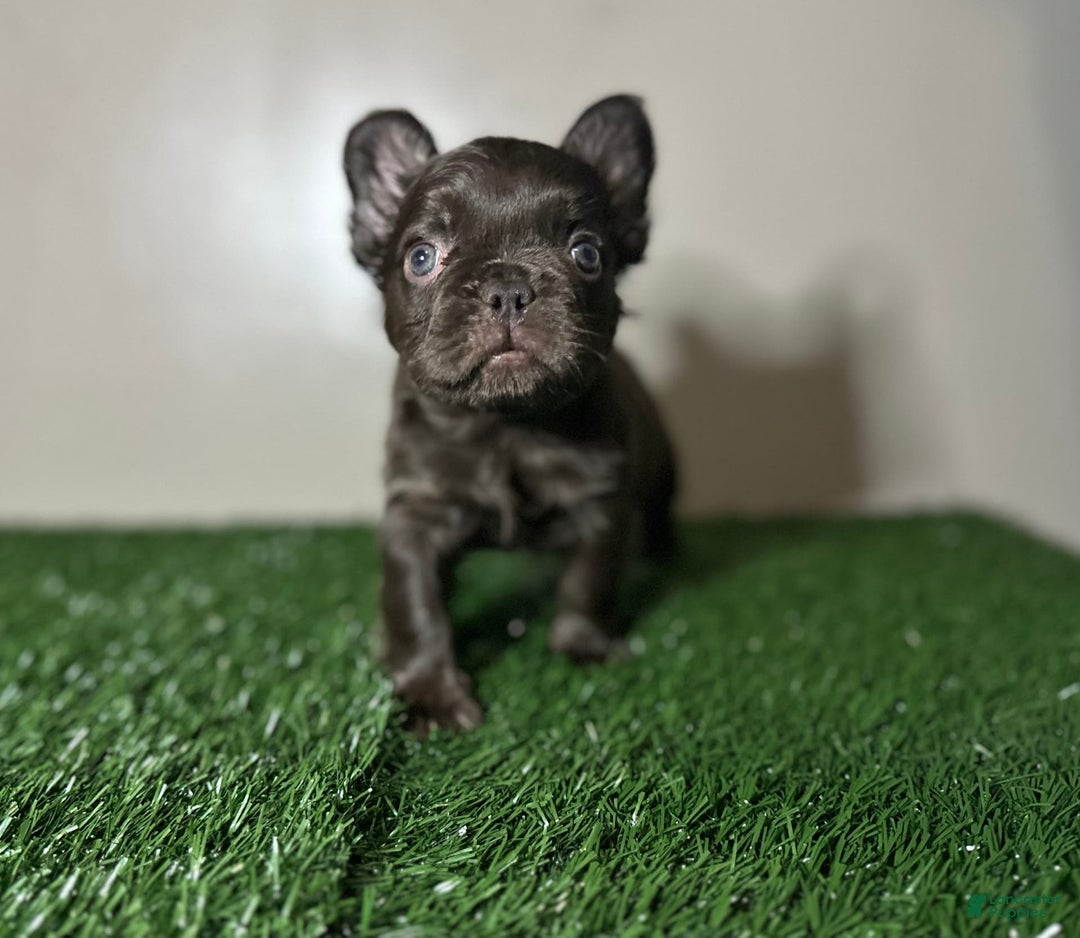 French Bulldog dogs for sale: Chocobelle - Image 5