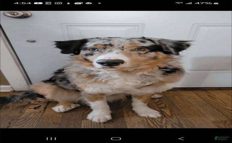 Australian Shepherd dogs for sale - Ad 3