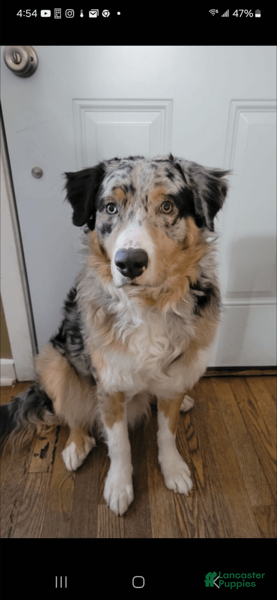 Australian Shepherd dogs for sale: Buddy - Image 1