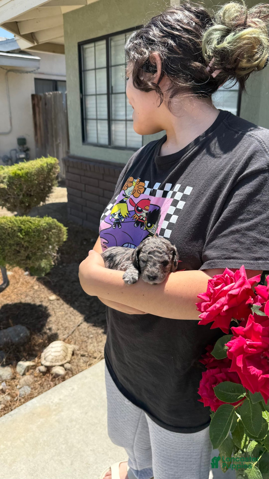 Miniature Poodle dogs for sale: Fredrick - Image 3