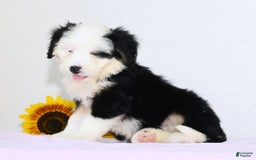 Mini Bernedoodle dogs for sale: Snow White - Image 6