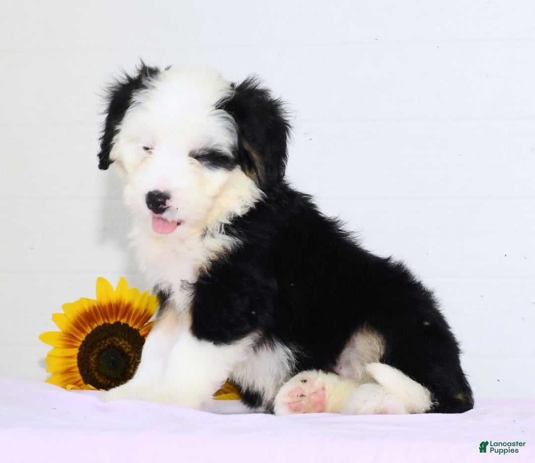 Mini Bernedoodle dogs for sale: Snow White - Image 6