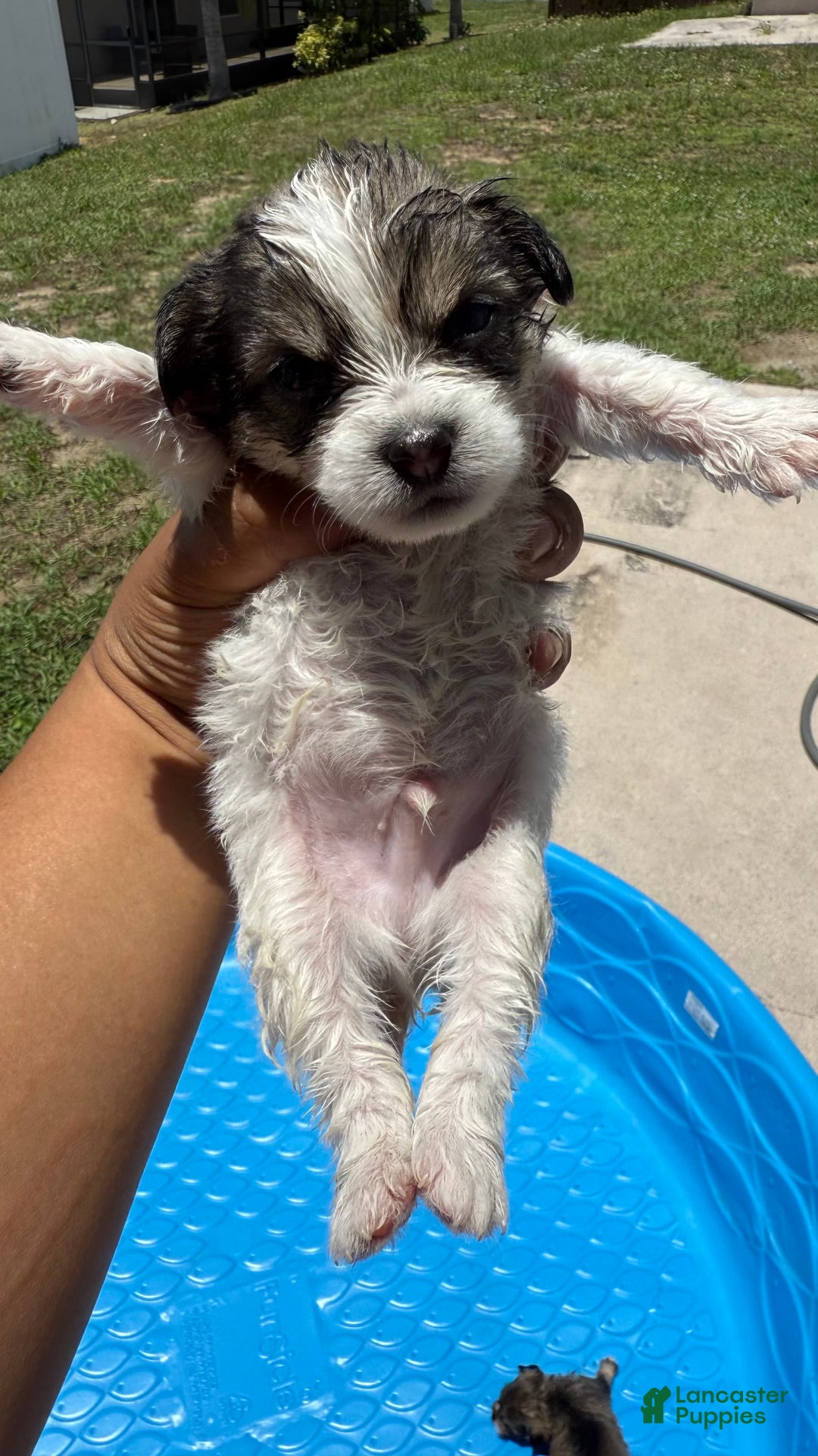Yorkshire Terrier dogs for sale: Oreo - Image 1