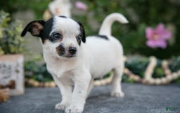 Chihuahua dogs for sale: Taco - Image 2
