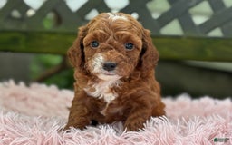 Cavapoo dogs for sale: Bella - Image 20