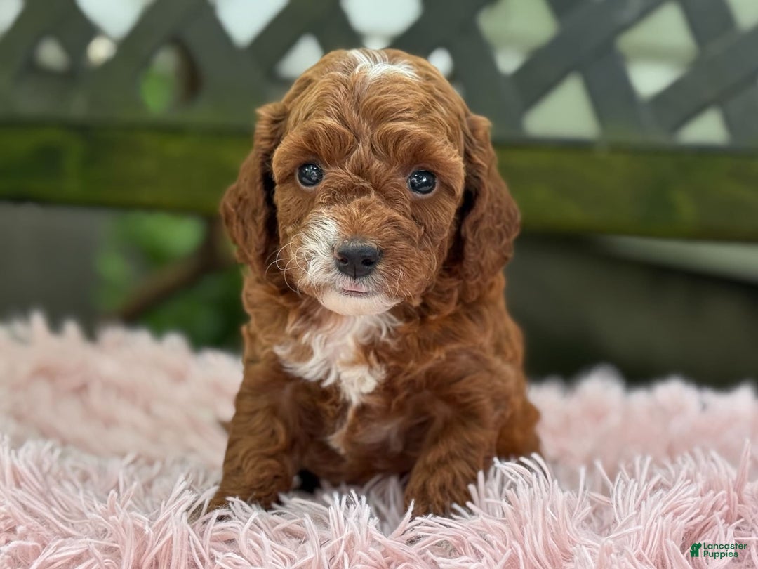 Cavapoo dogs for sale: Bella - Image 20