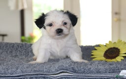 Teddy Bear dogs for sale: Patrick - Image 4