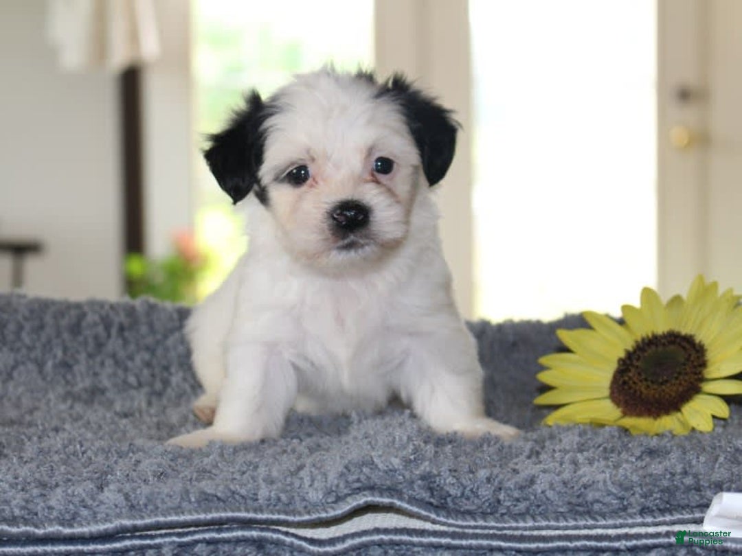 Teddy Bear dogs for sale: Patrick - Image 4