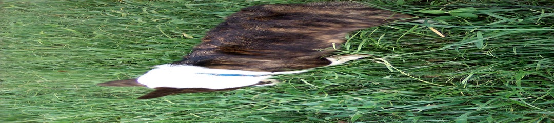 Brindle