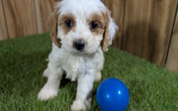 Cavapoo dogs for sale: Fiona Boy 1 - Image 11