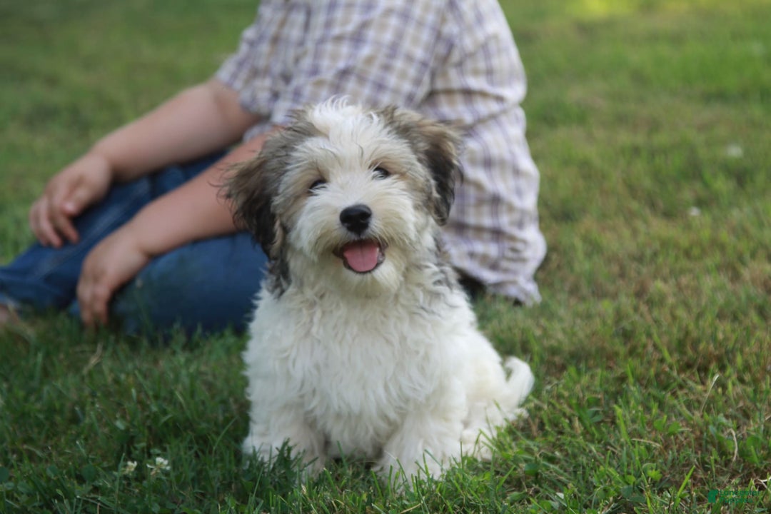 Havanese dogs for sale: Danny - Image 4
