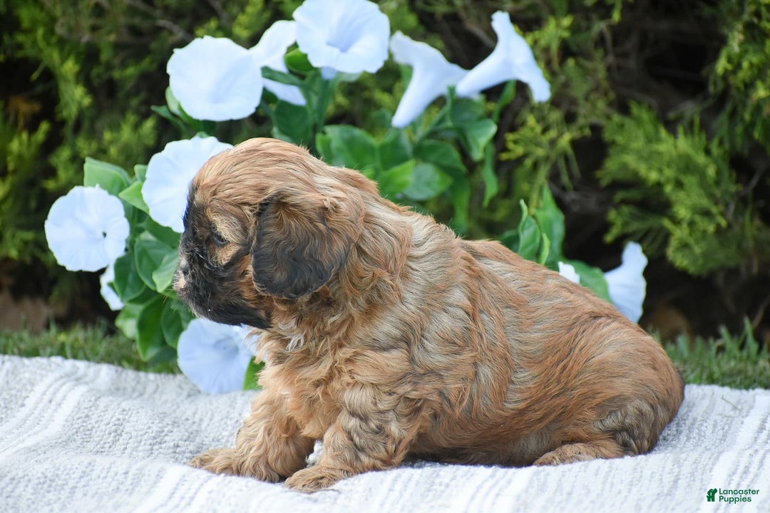 Cavapoo dogs for sale: Marlissa - Image 4
