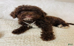 Mini Bernedoodle dogs for sale: Coco Bean - Image 4