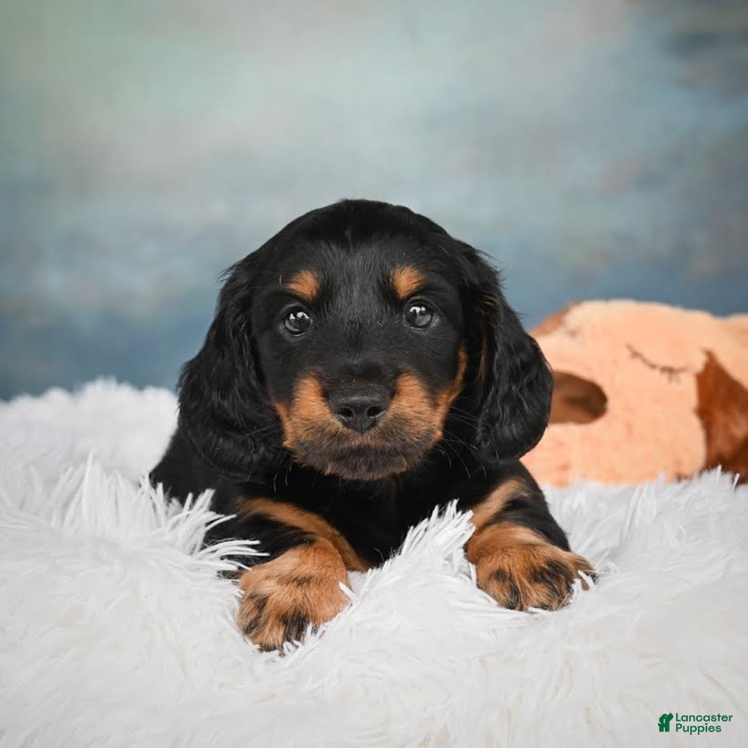 Miniature Dachshund dogs for sale: Miles - Image 5