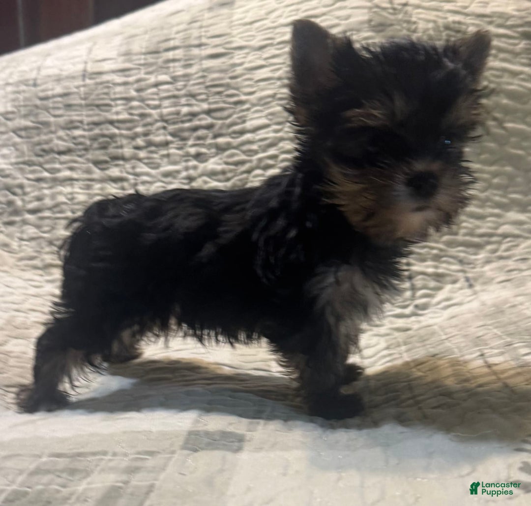 Yorkshire Terrier dogs for sale: Small male - Image 1