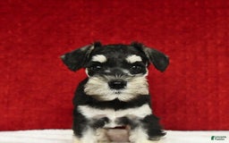 Miniature Schnauzer dogs for sale: Malenna - Image 16