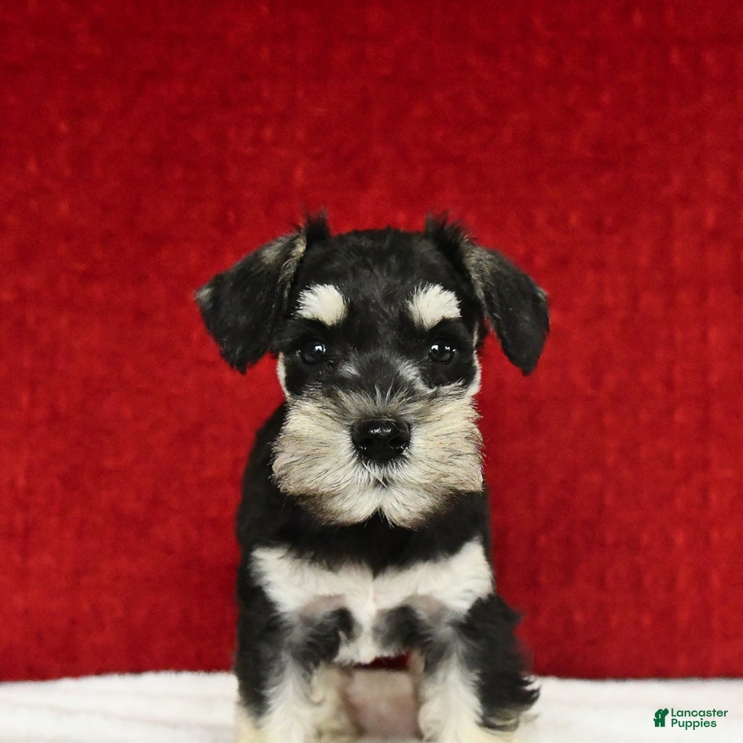 Miniature Schnauzer dogs for sale: Malenna - Image 16