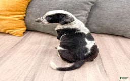 Dalmatian dogs for sale: Rocky - Image 4