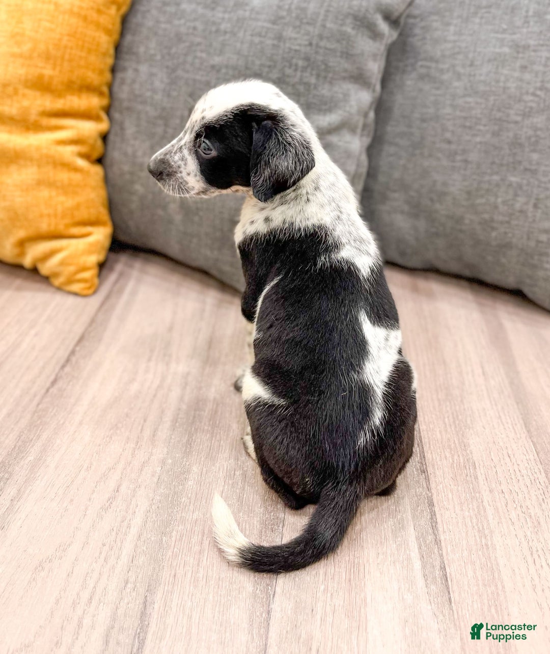 Dalmatian dogs for sale: Rocky - Image 4