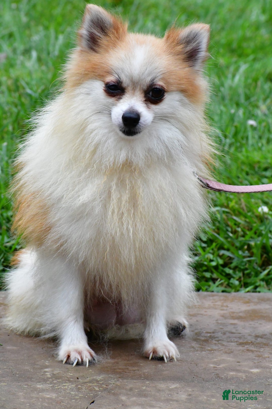 Pomeranian dogs for sale: Teddy - Image 8