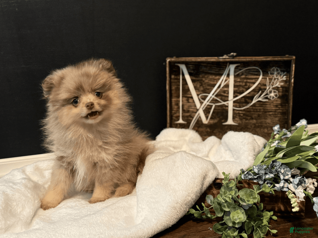 Pomeranian dogs for sale: Theodore - Image 7
