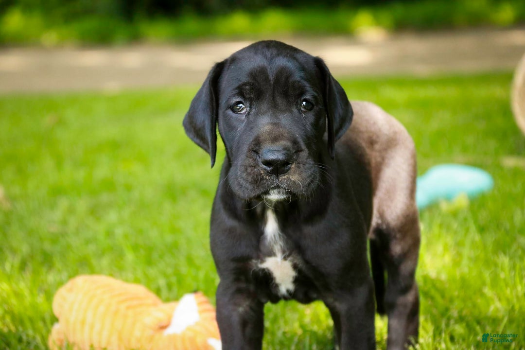 Great Dane dogs for sale: Beauty - Image 3