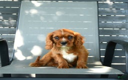 Cavalier King Charles Spaniel dogs for sale: Wendle - Image 7