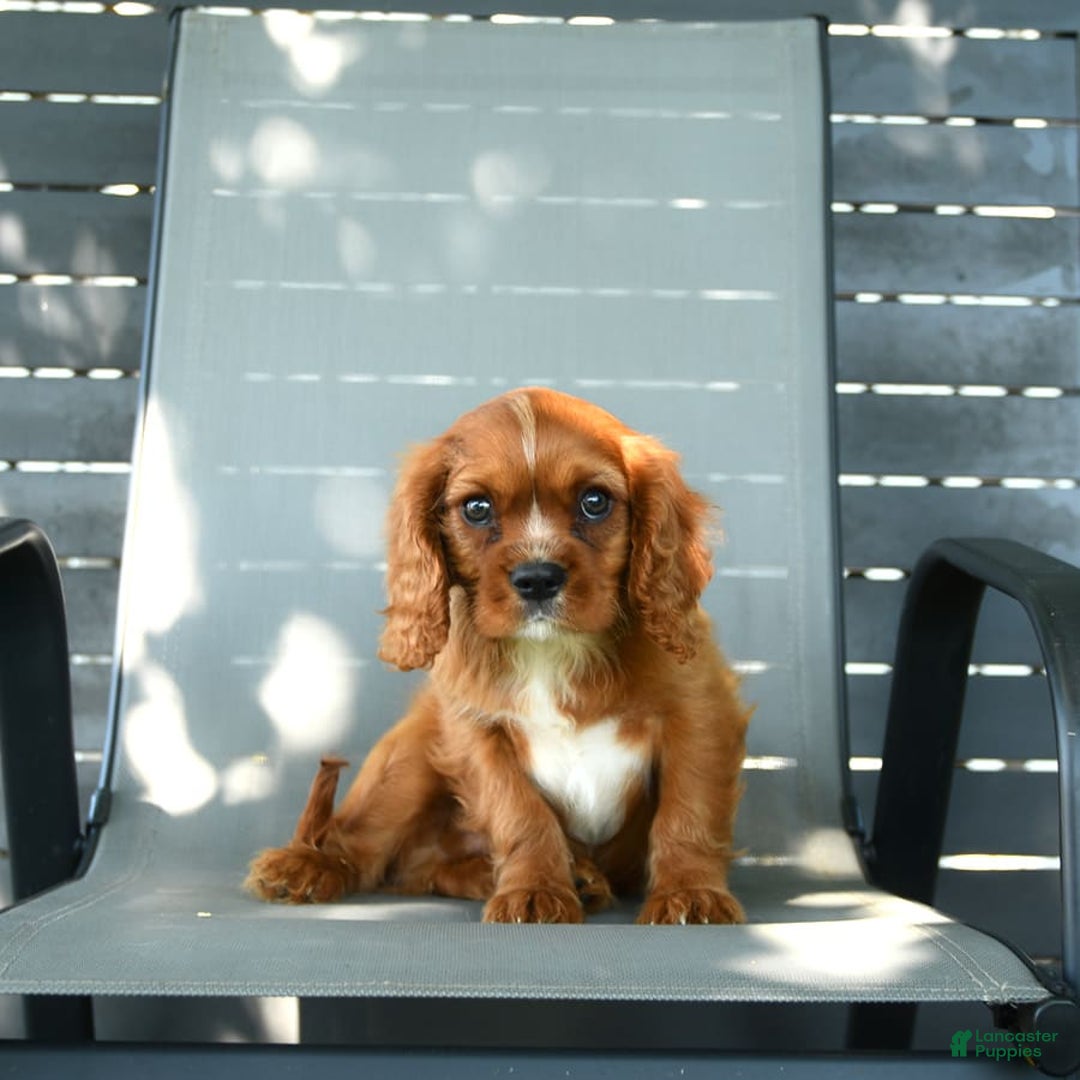 Cavalier King Charles Spaniel dogs for sale: Wendle - Image 7