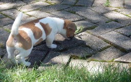 Jack Russell Terrier dogs for sale: Franklin - Image 14
