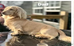 Dachshund dogs for sale: Stormy - Image 6