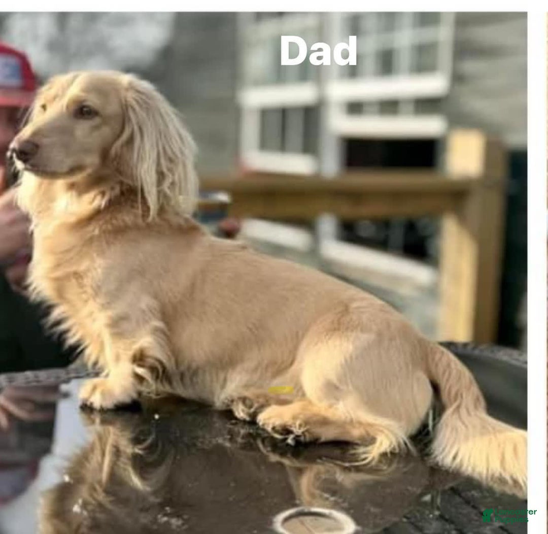 Dachshund dogs for sale: Stormy - Image 6