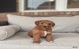 Goldendoodle dogs for sale: Lanie - Image 2