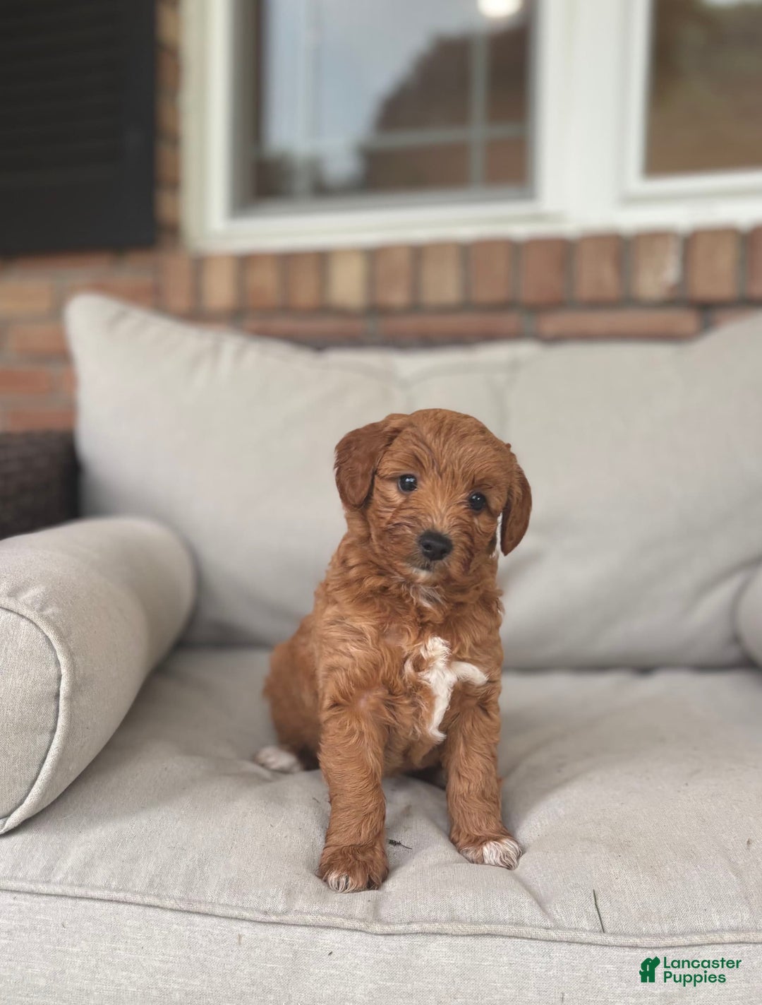 Goldendoodle dogs for sale: Lanie - Image 2