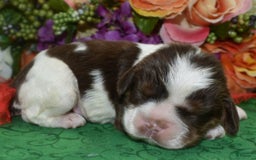 Cocker Spaniel dogs for sale: Acechocolatetanparticockerpuppy - Image 1