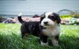Bernedoodle dogs for sale: Ranger - Image 12