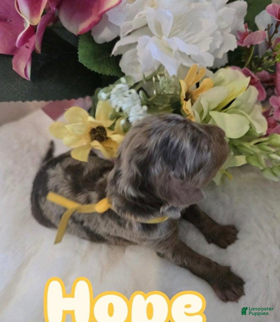 Toy Poodle dogs for sale: Hope - Image 2