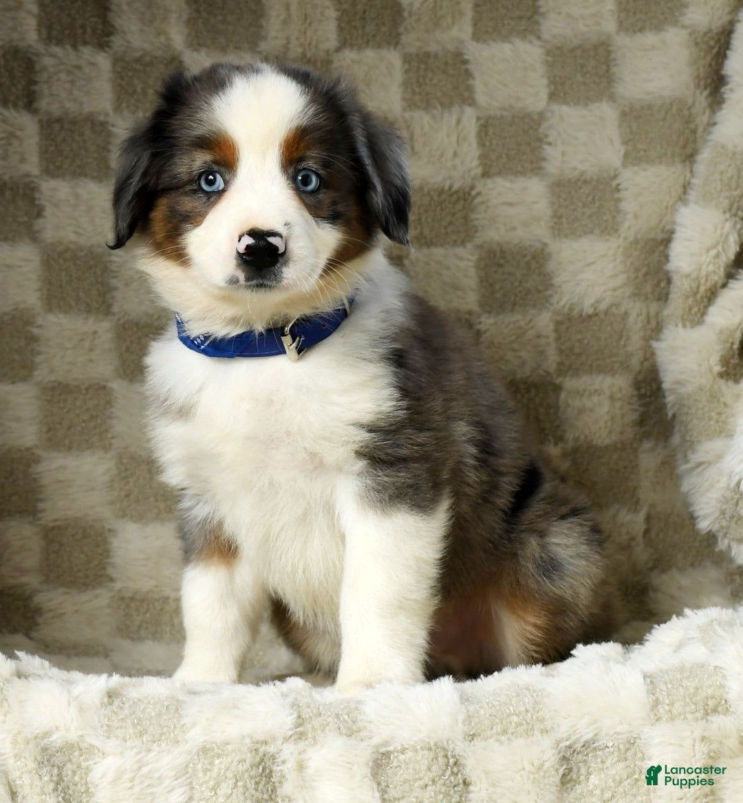 Miniature Australian Shepherd dogs for sale: Logan - Image 5