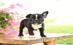 Frenchton dogs for sale: Gretta - Image 5