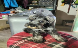Miniature Schnauzer dogs for sale: Junior - Image 6