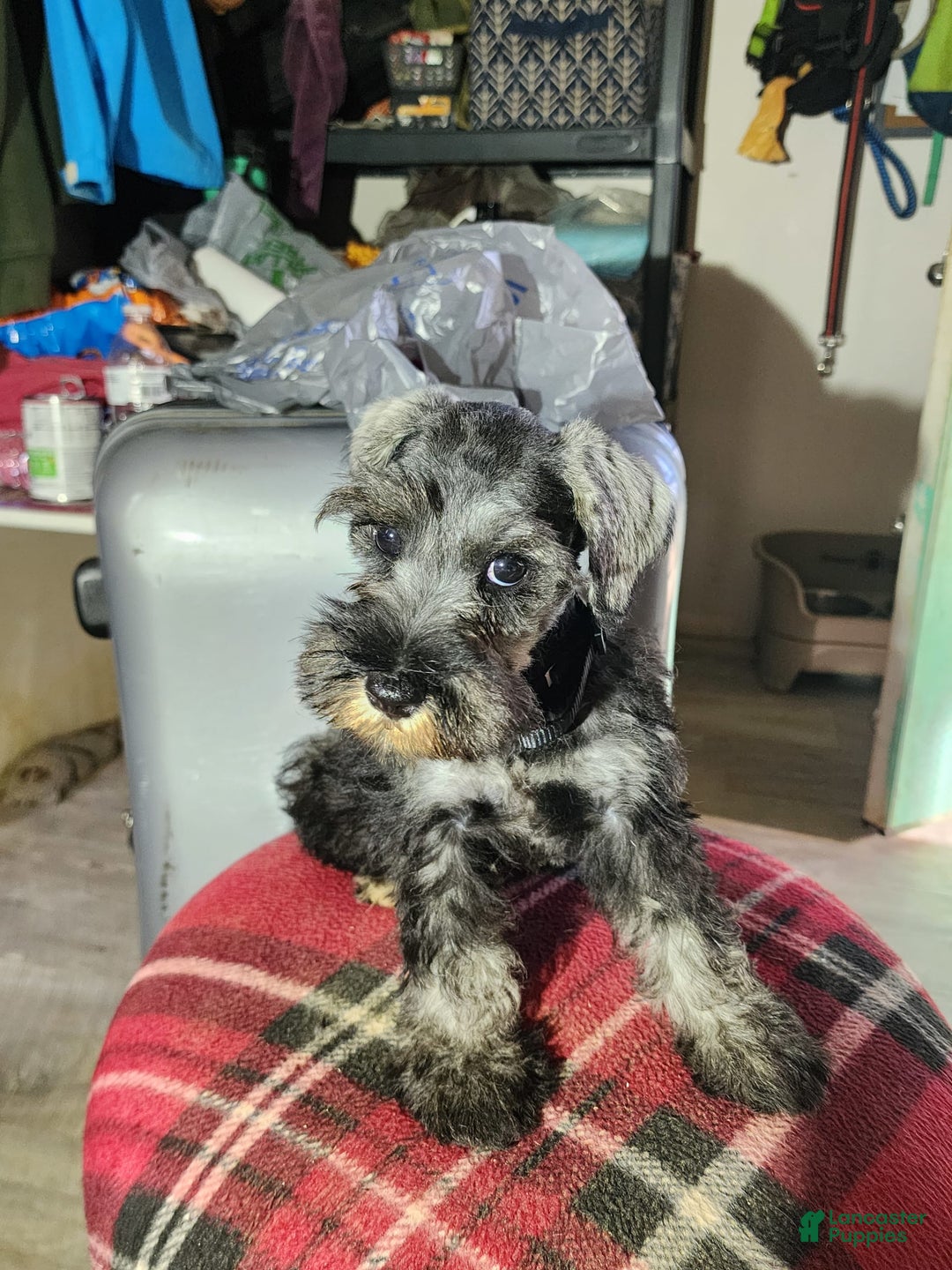 Miniature Schnauzer dogs for sale: Junior - Image 6
