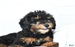 Miniature Poodle dogs for sale: Loura - Image 2