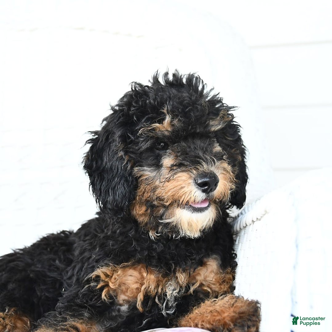 Miniature Poodle dogs for sale: Loura - Image 2