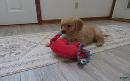 Golden Retriever dogs for sale: Truffle - Image 17