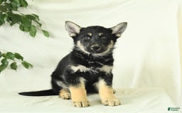 Gerberian Shepsky dogs for sale: Moonlight - Image 1