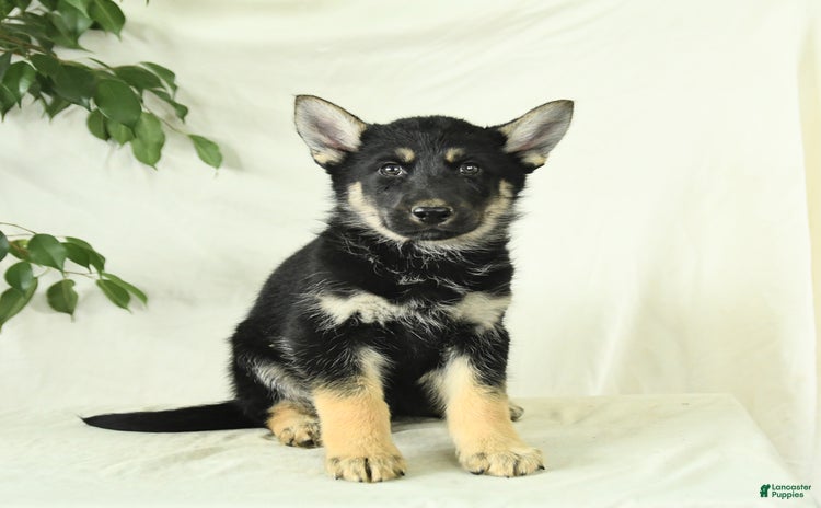 Gerberian Shepsky dogs for sale - Ad 2