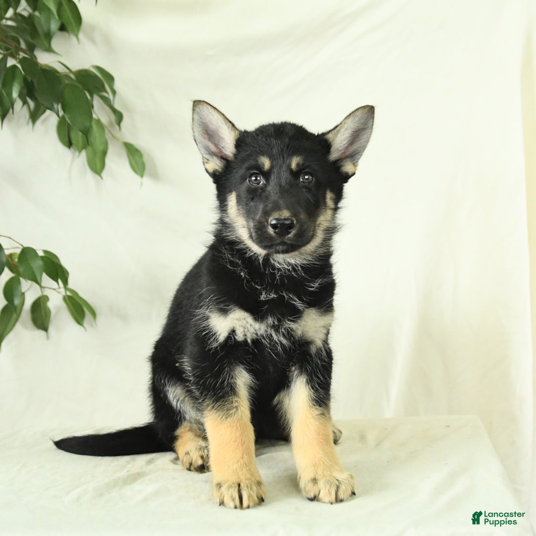 Gerberian Shepsky dogs for sale: Moonlight - Image 1