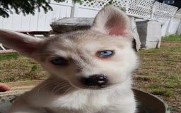 Gerberian Shepsky dogs for sale: Faye - Image 3