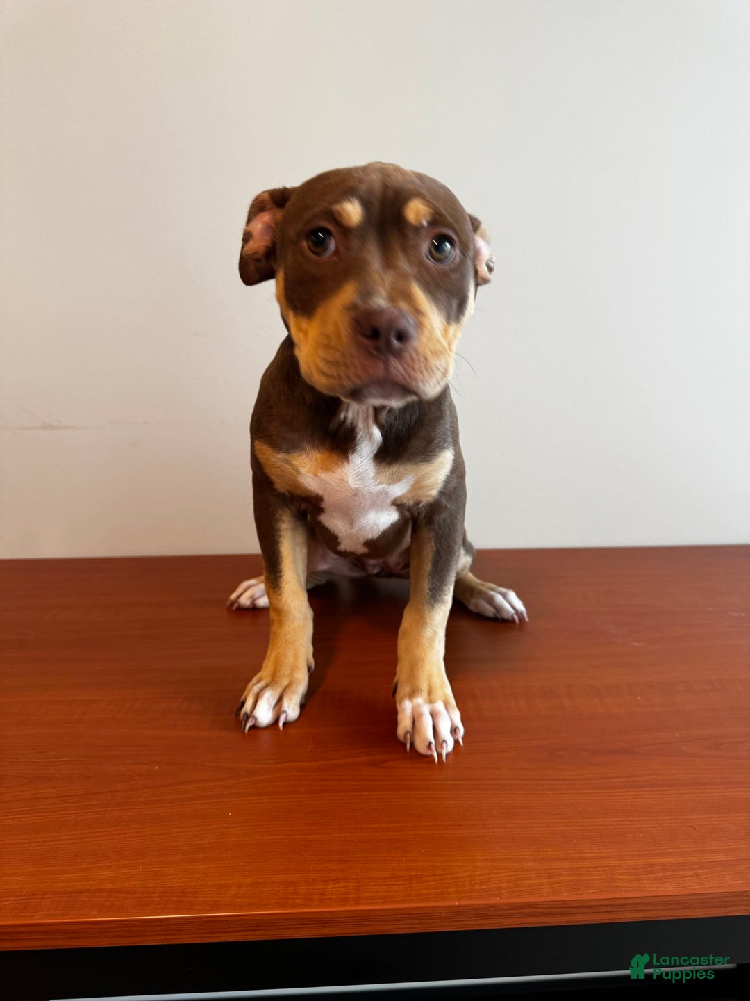 American Bully dogs for sale: Buttercup - Image 6